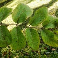 Terminalia anogeissiana Gere & Boatwr.